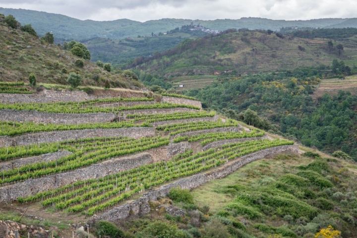 Viñedo en bancales de la bodega Rafael Palacios (Ourense).