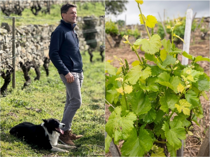 El viticultor y bodeguero Rafael Palacios de la bodega Rafael Palacios (Ourense).