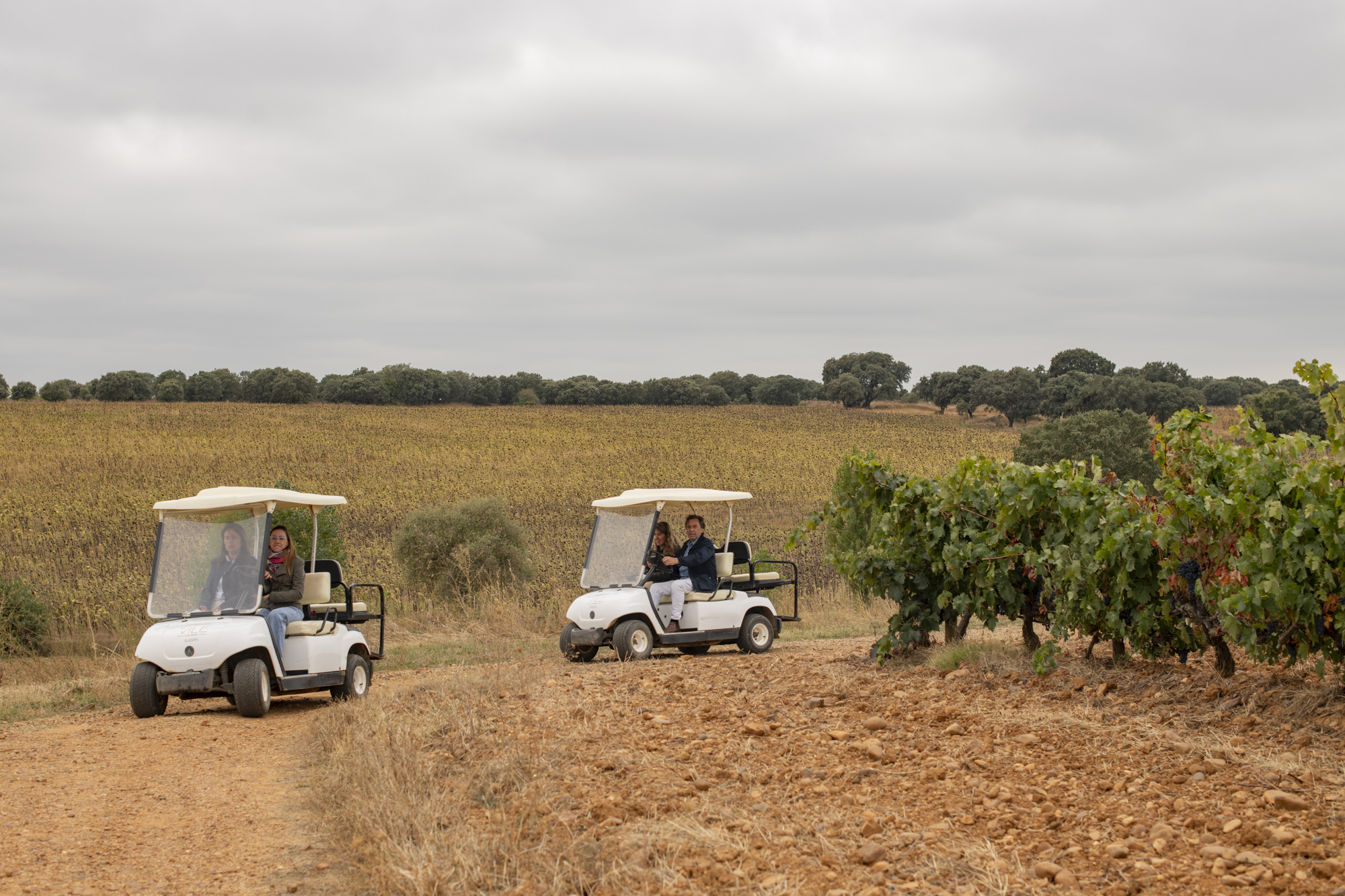 El paseo en buggie por los viñedos, el preferido por las familias.