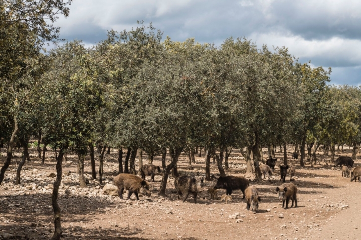 Jabalíes en la finca La Planta de la familia Arzuaga