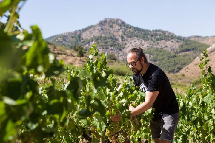 Bodegas Frontonio