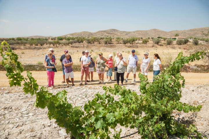 Un paseo guiado entre las vides famosas por su vino azul.