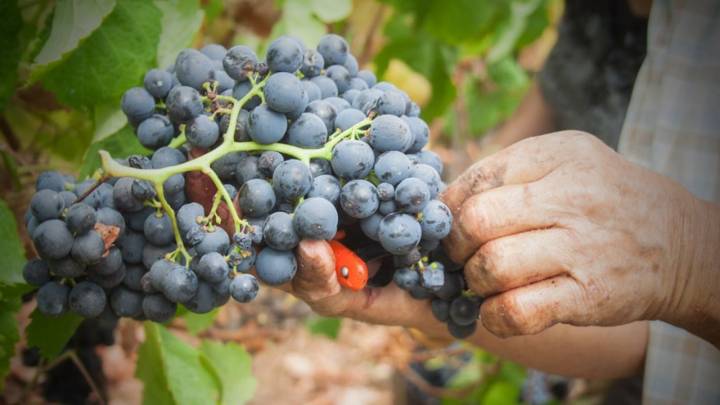 El vino canario se menciona en las obras de Shakespeare o en las de Ben Johnson.