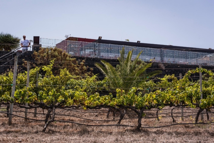 Viñedo de Casa del Vino de Tenerife