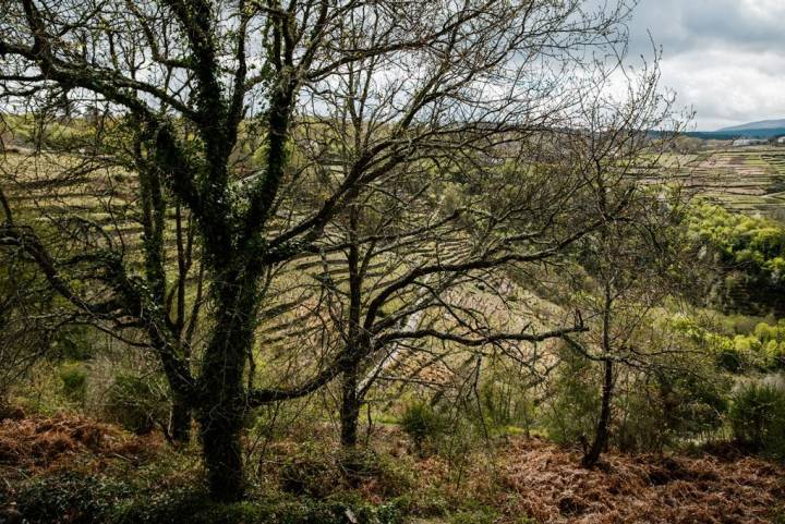 Vista del valle que ocupa la 'Finca Rosende'.