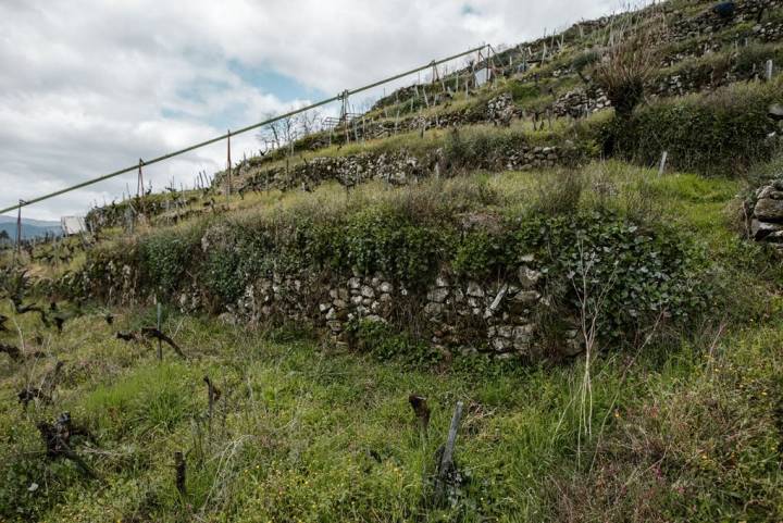 En la centenaria 'Finca Rosende', vides rodeadas de hierbas y plantas para estresarlas y que crezcan más fuertes.