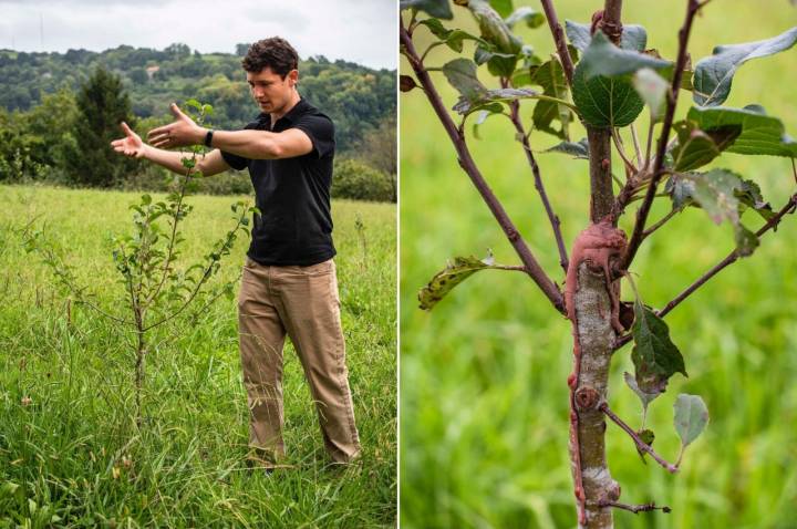 Sidrería Astarbe: manzano joven y sebo para los injertos