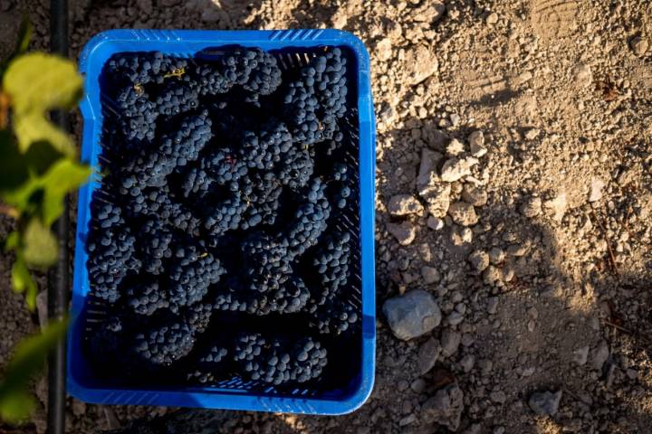 Vendimia en Mallorca (caja de uvas)