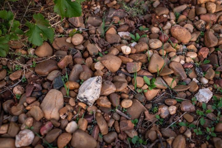 Suelo de cascajos en una viña de Valladolid