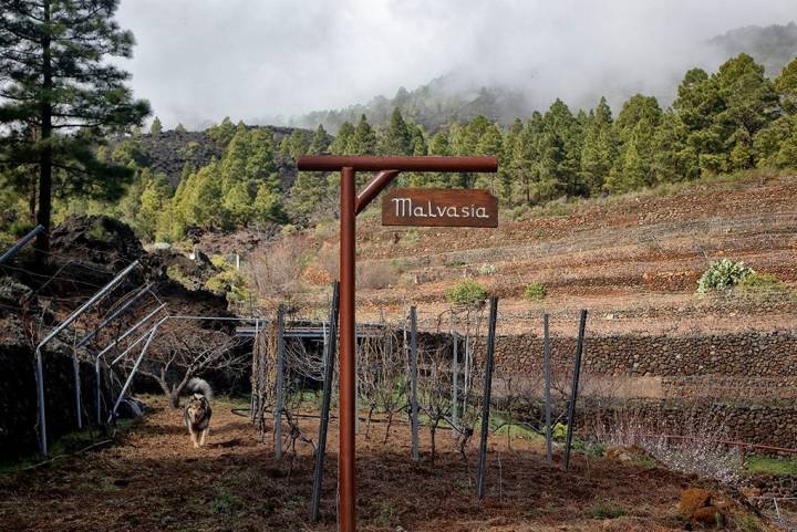 En Las Vigas, a 1.000 metros de altitud, se cultivan tres fincas de vides.