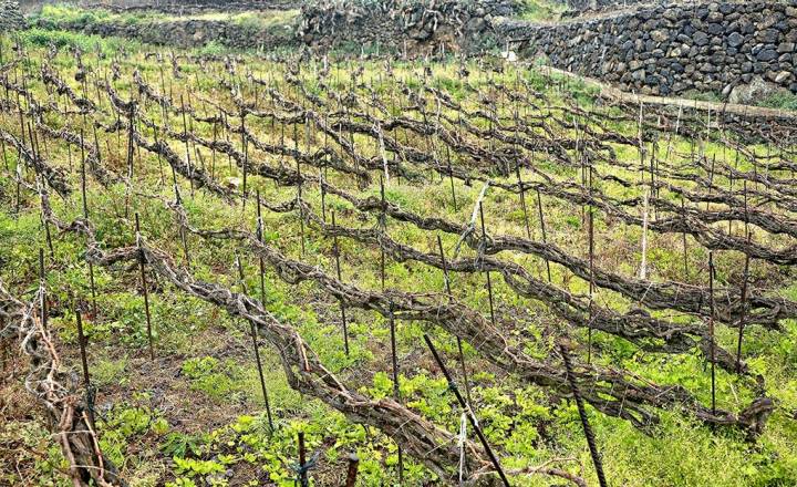 Viñas con el tradicional cordón trenzado del norte de la isla de Tenerife.