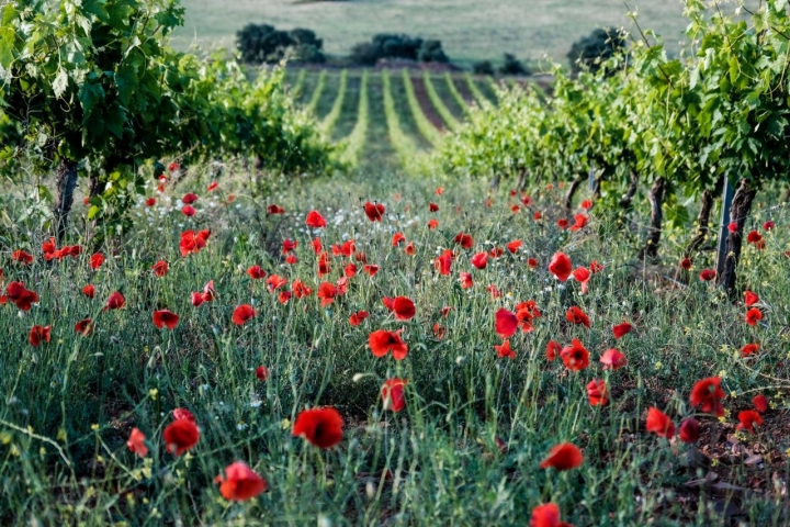 Amapolas en el viñedo de los Vinos La Encomienda.