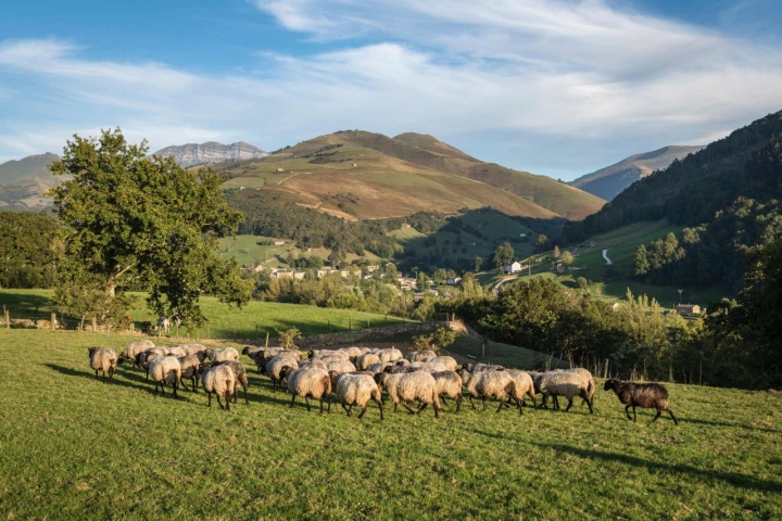 El rebaño de las Cabañas se alimenta en la praderas de la finca. El rebaño de las Cabañas se alimenta en la praderas de la finca.