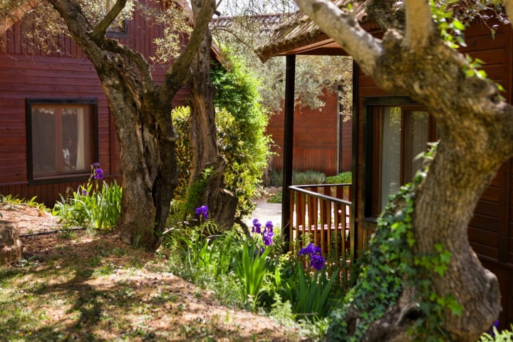 Olivos centenarios en la zona de 'bungalows'.