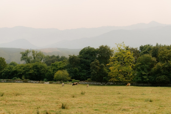 El ganado pasta en los alrededores El ganado pasta en los alrededores
