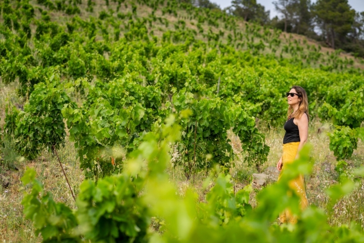 Es posible pasear entre los viñedos que rodean el hotel. Es posible pasear entre los viñedos que rodean el hotel.