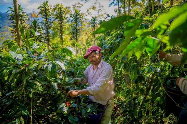 El café de la finca Gaia en Honduras es uno de los que se ofrece en la cafetería de Pamplona. Foto: Facebook 'Afortunato'