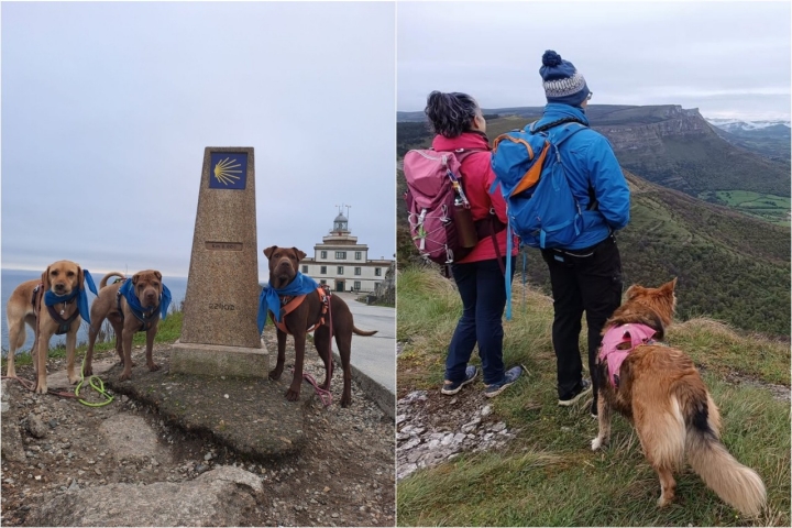 Varios perros peregrinos del Camino de Santiago y en la cima de una montaña