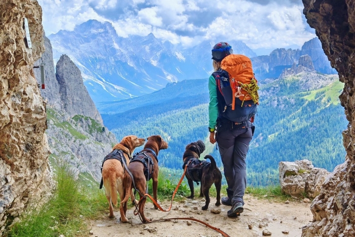 Una persona con sus perros en la montaña
