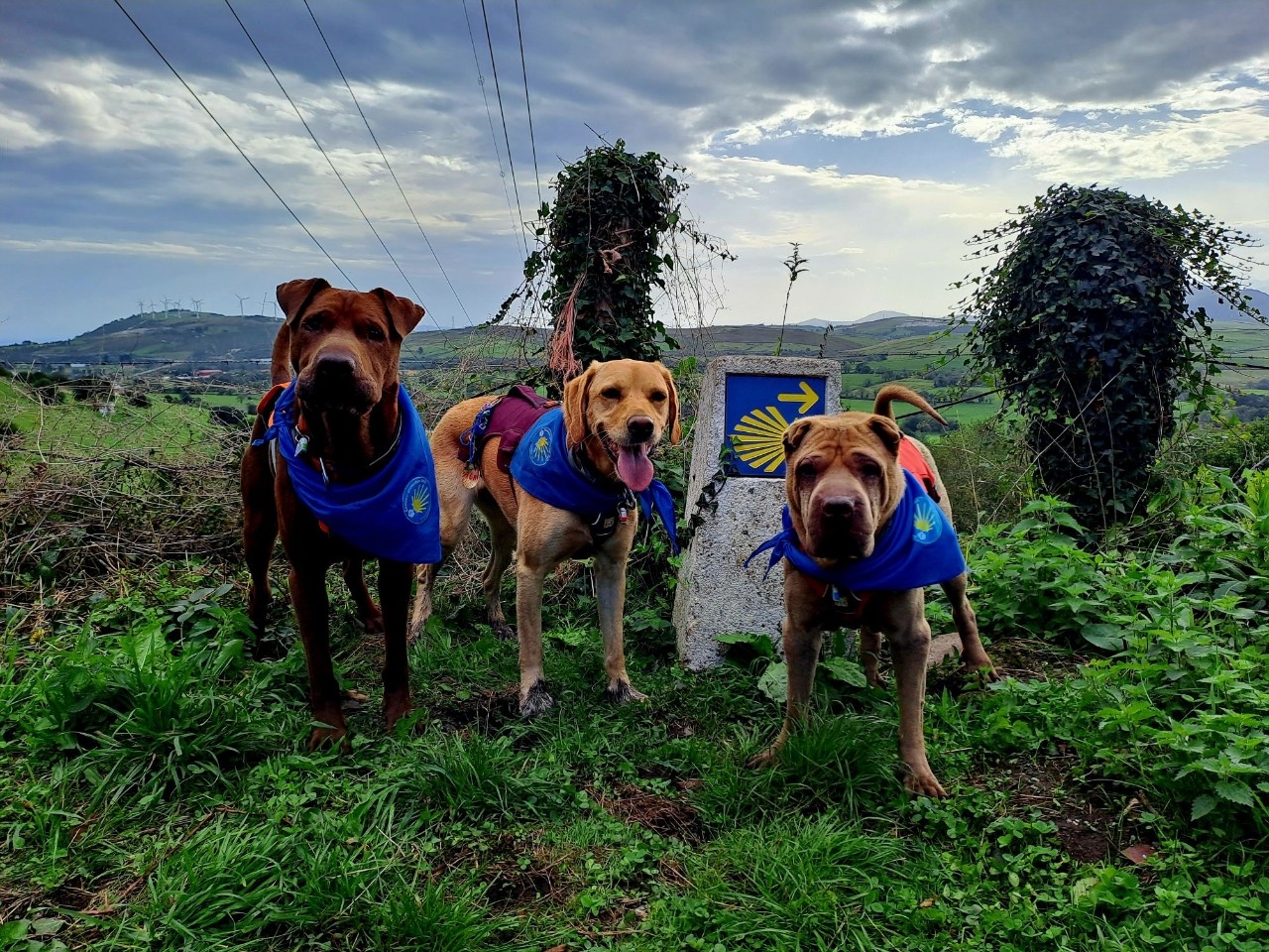 Perros peregrinos del Camino de Santiago