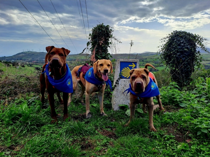 Perros peregrinos del Camino de Santiago
