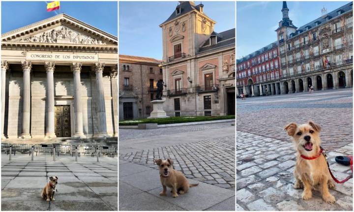 Paco, de paseo por Madrid. Foto: @pacoyamigos.