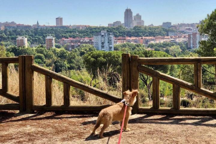 Paco en el Lago de la Casa de Campo. Foto: @pacoyamigos.