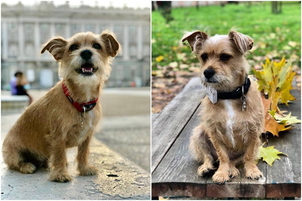 Con un buen móvil, podrás hacerle a tu mascota bonitos retratos. Foto: @pacoyamigos.