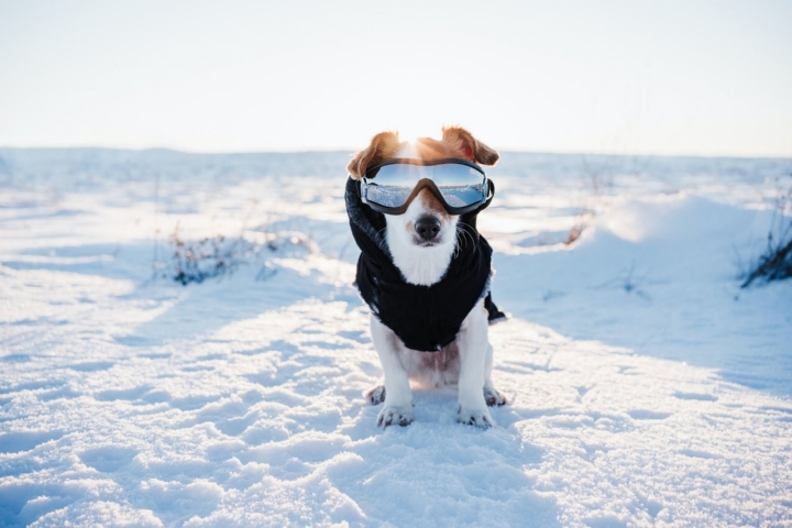 Un perro con gafas de sol en la nieve