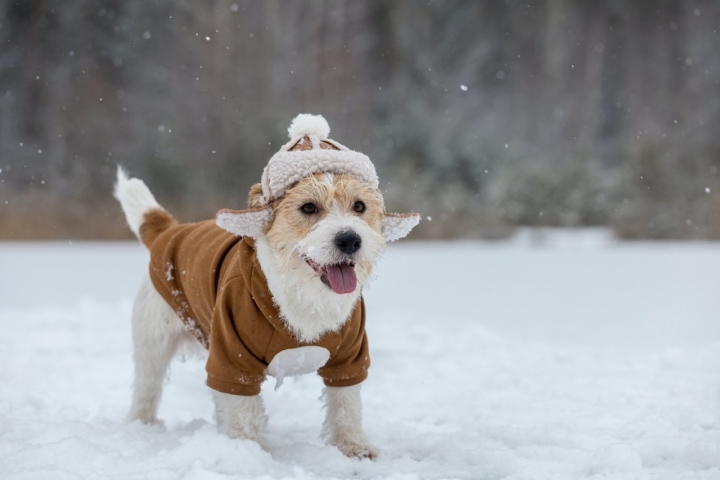 Un perro abrigado en la nieve