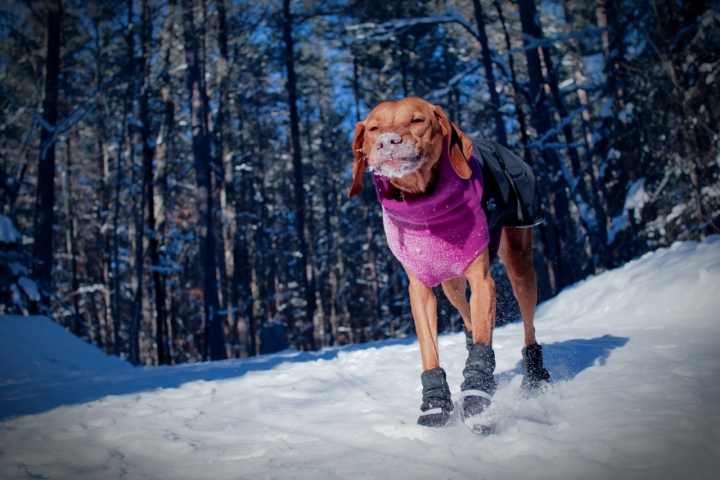 Un perro con botines en la nieve