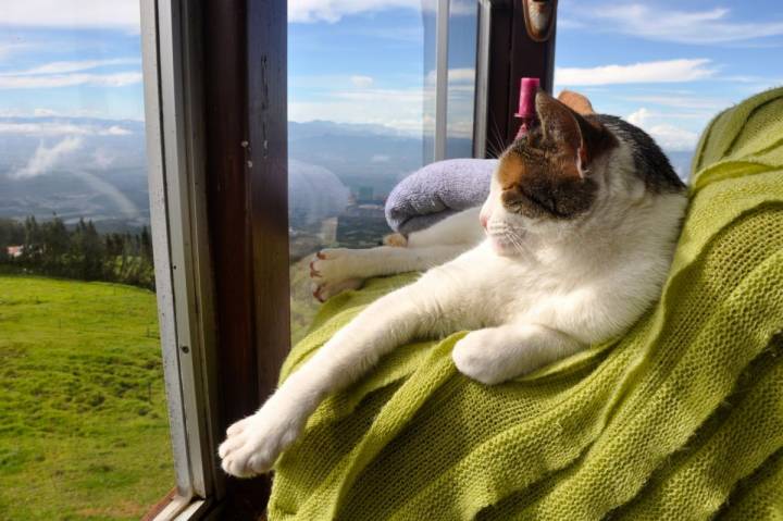 Lo importante es que tu gato esté relajado durante el viaje. Foto: shutterstock