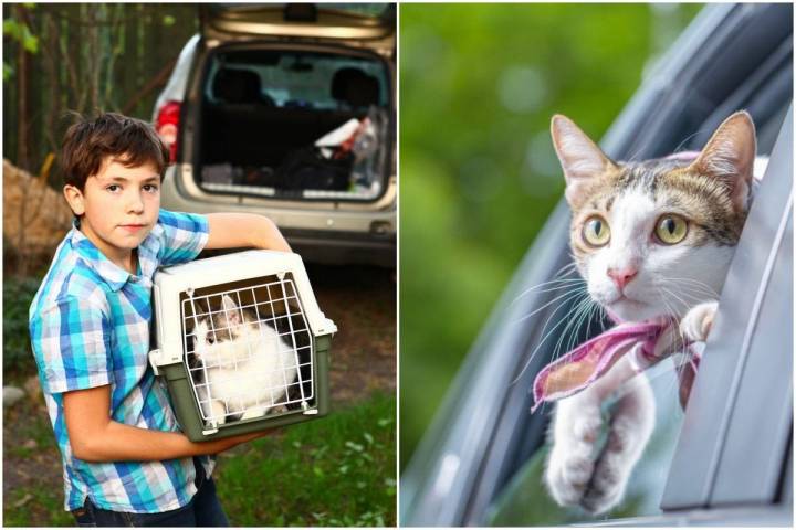 Antes de viajar con el gato en coche, es mejor habituarle con desplazamientos cortos. Foto: shutterstock