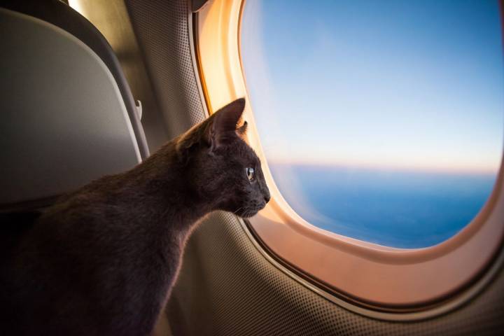 Si quieres subirle a un avión, infórmate bien de qué compañías permiten llevar mascotas. Foto: shutterstock