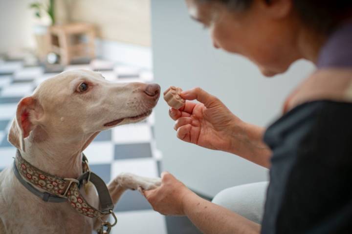 Un perro esperando su pieza helada en Bibì e Bobò