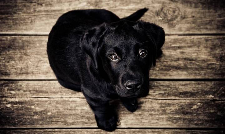 Nuestro perro recibirá como detalle de bienvenida una pequeña bolsa de pienso. Foto: hotelbarcelomontecastillo.com.