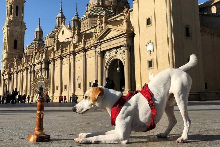 Pipper presenta sus respetos a la Virgen del Pilar. Foto: Instagram Pipper.