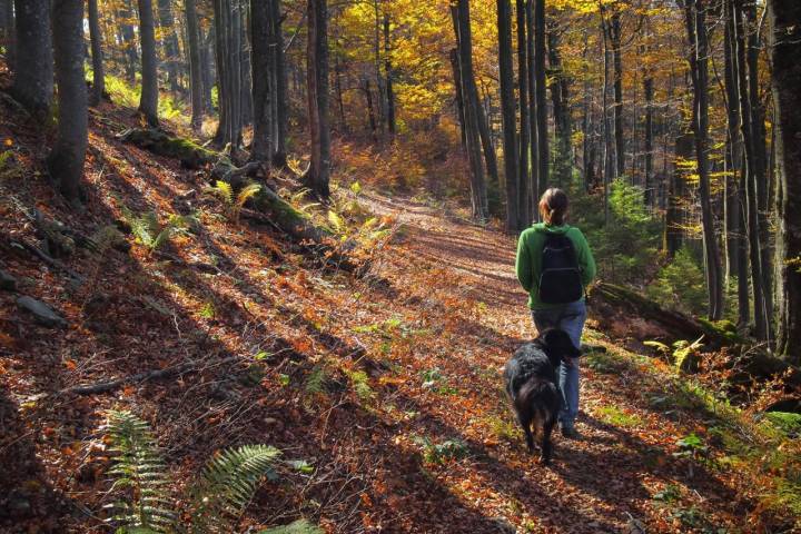 El senderismo es una buena opción para empezar las aventuras con animales. Foto: Shutterstock
