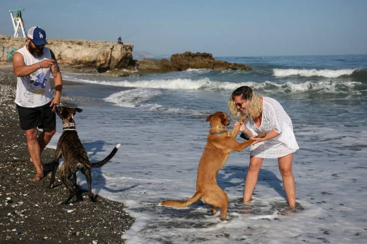 Juegos Playas caninas