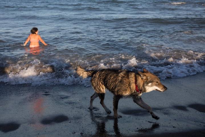 Olas Playas caninas