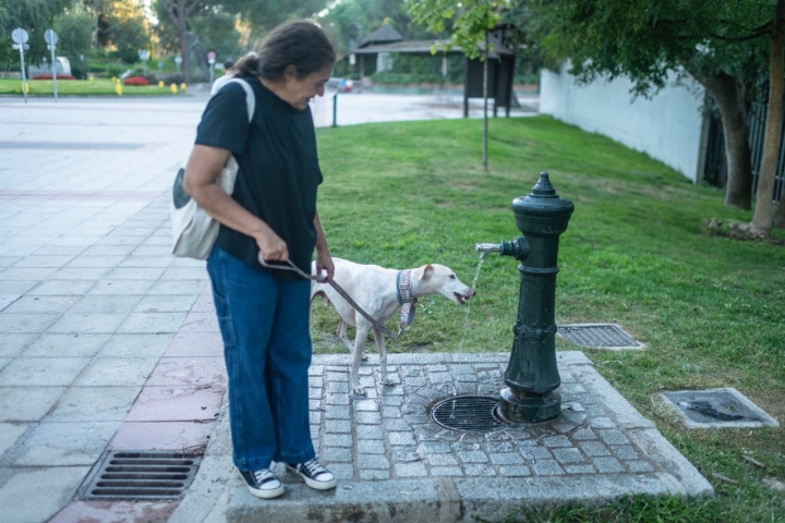 Ruta con perro por la Casa de Campo de Madrid