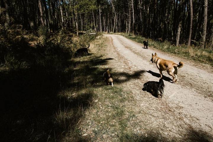 La manada perruna, en el monte.