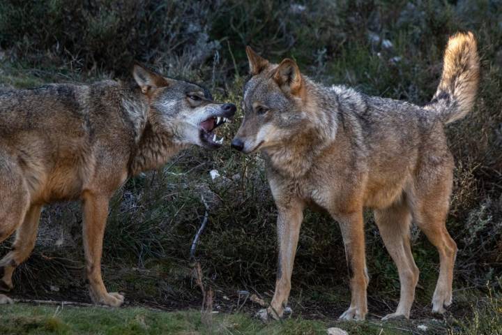 Estos lobos ya no podrían sobrevivir en libertad.