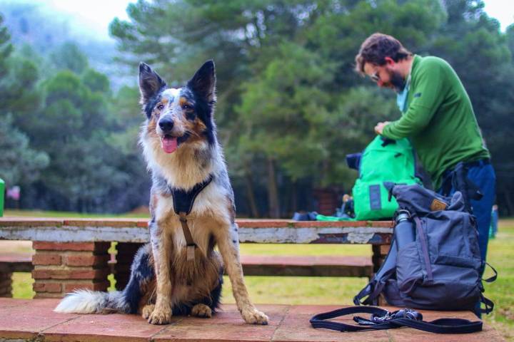 Un perro en el área recreativa Pindongos (Villanueva del Trabuco)