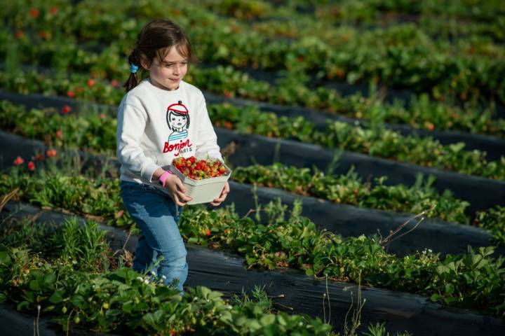 Recoger fresas en familia, un dulce plan que puede hacerse entre mayo y julio.