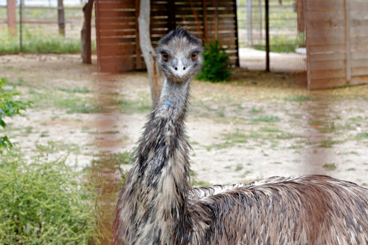 No solo se pueden encontrar especies típicas de granja en 'Giraluna'.