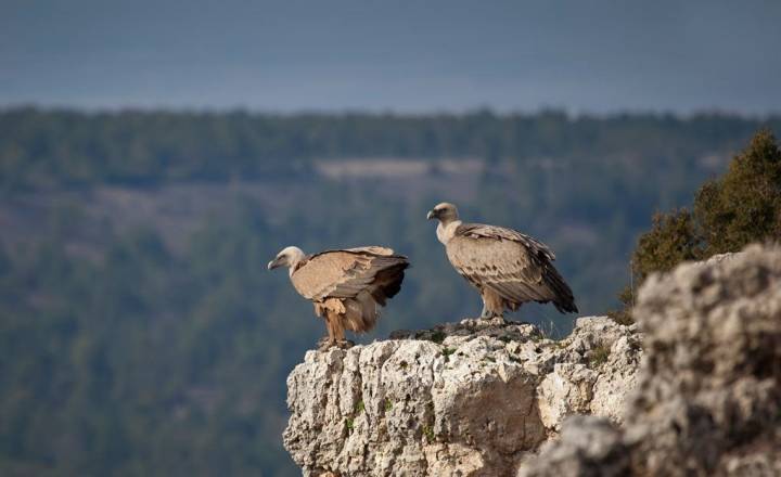 Una pareja de buitres leonados, los reyes del paisaje. Foto: Shutterstock.