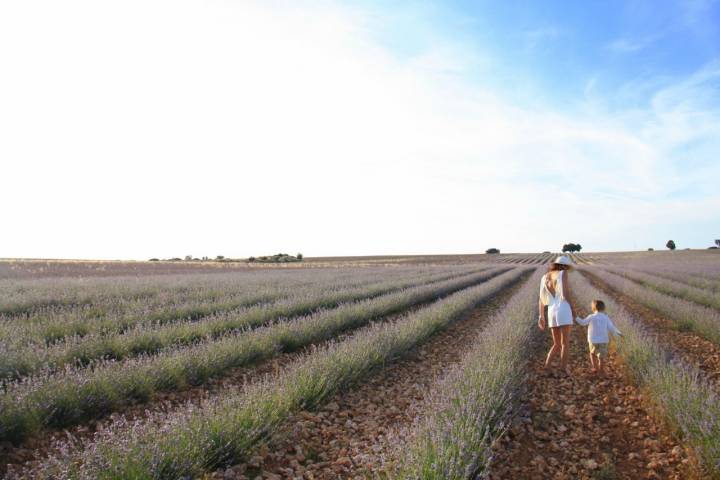 Campos de lavanda Brihuega (Guadalajara): camino por los campos