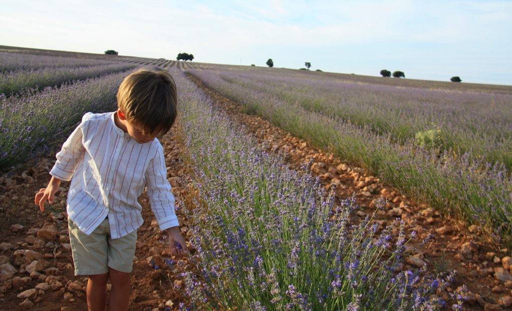 Campos de lavanda Brihuega (Guadalajara): apertura