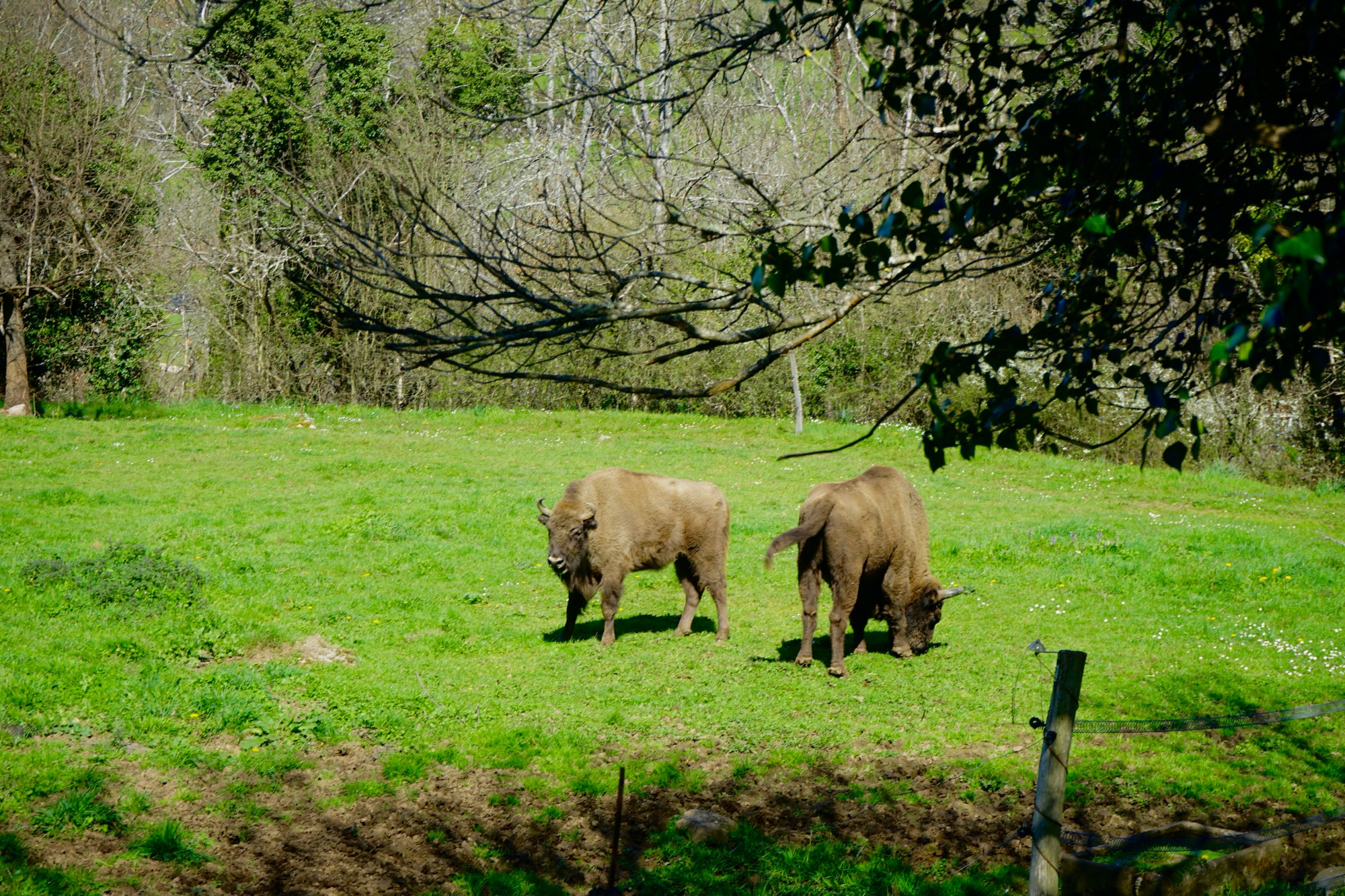 Dos ejemplares de bisonte europeo en el Parque de la Prehistoria de Teverga (Asturias)